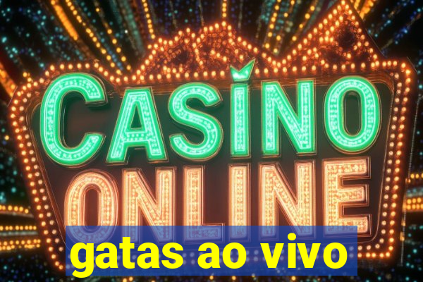 gatas ao vivo